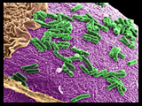 News: Army's Research Institute conducts MRE study to improve gut health